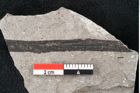 Foto (Detailansicht) von Plantae indet.  (NHMW-GEO-2024-0188-6693)